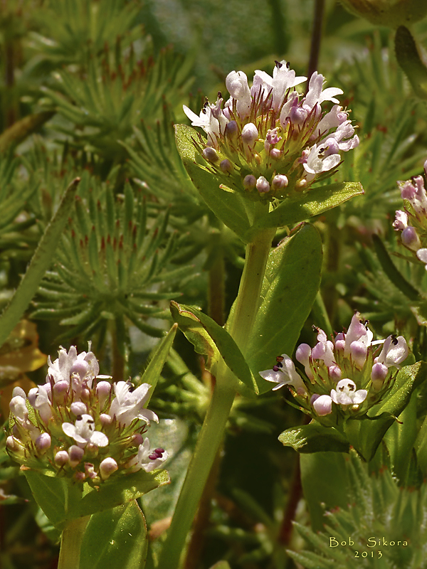 Plectritis congesta ssp. brachystemon Plectritis congesta ssp. brachystemon