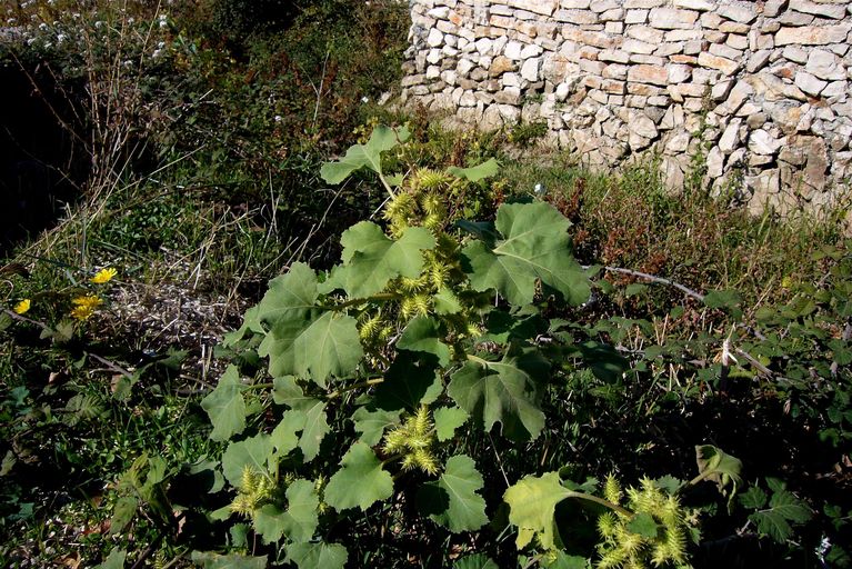 Xanthium strumarium