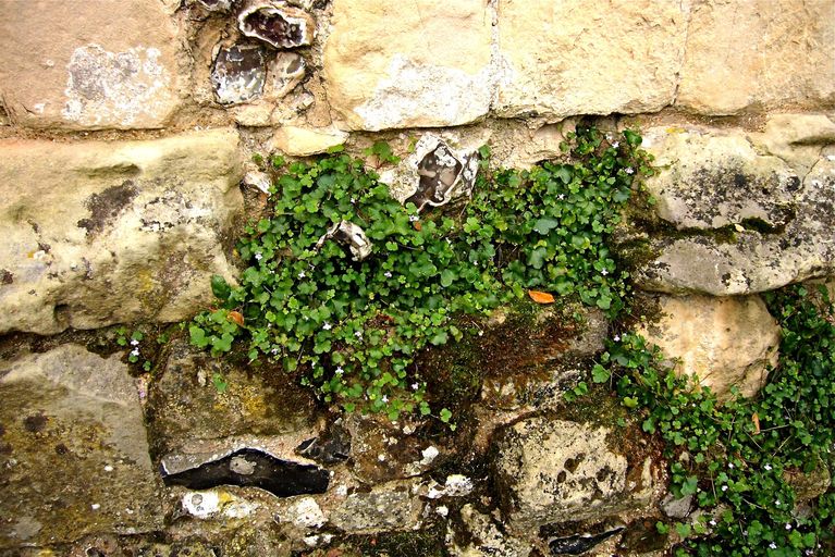 Cymbalaria muralis