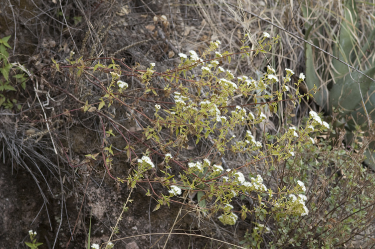 Ageratina paupercula