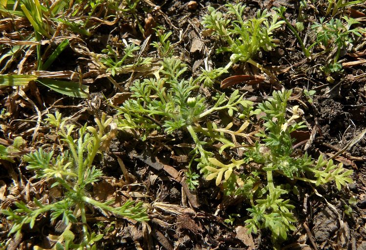 Cotula australis