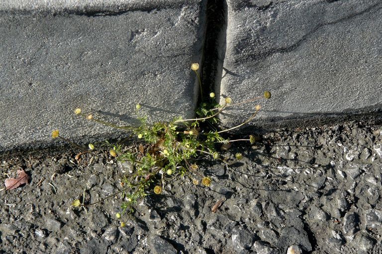 Cotula australis