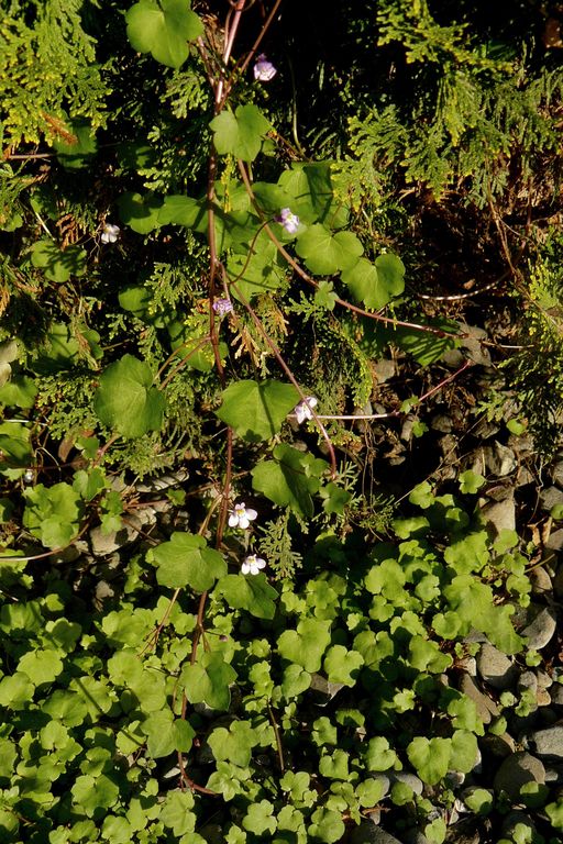 Cymbalaria muralis