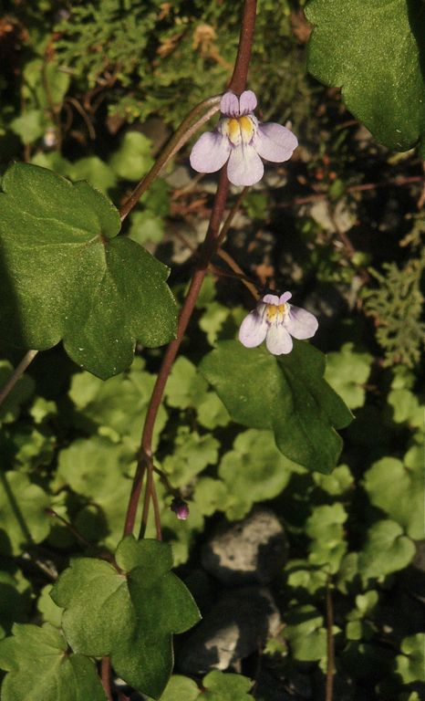 Cymbalaria muralis