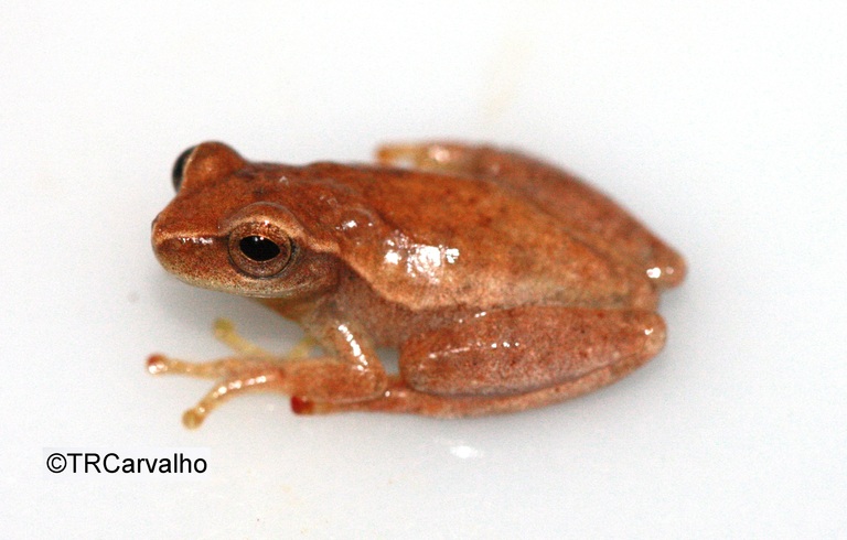 Dendropsophus pseudomeridianus