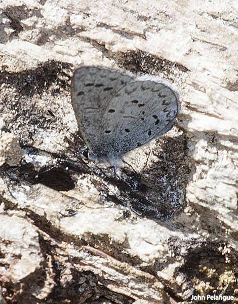 Cupido amyntula Cupido amyntula