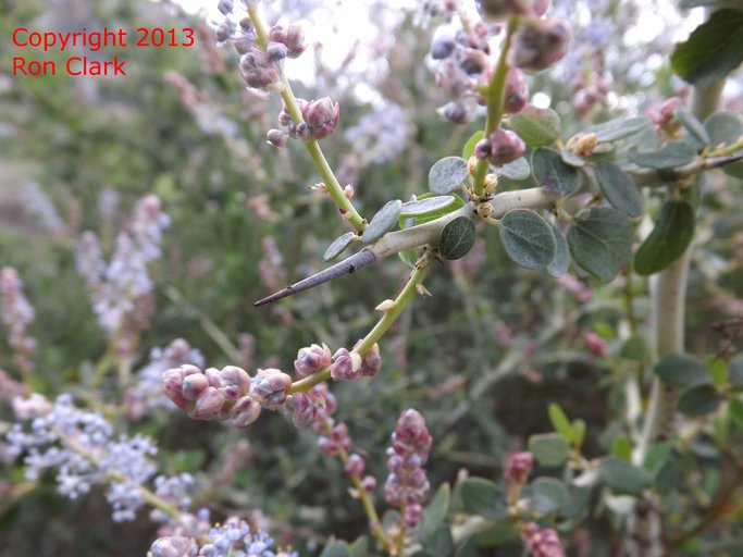 Ceanothus leucodermis Ceanothus leucodermis