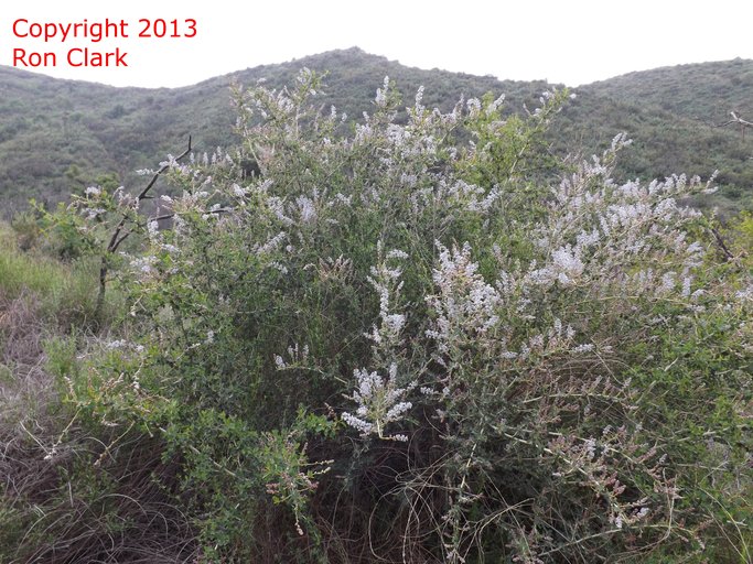 Ceanothus leucodermis