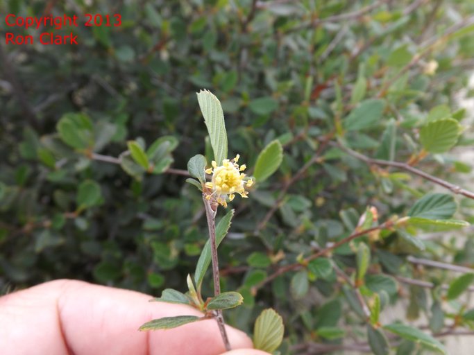 Cercocarpus betuloides Cercocarpus betuloides