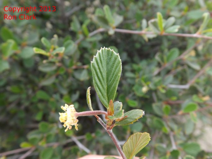 Cercocarpus betuloides Cercocarpus betuloides