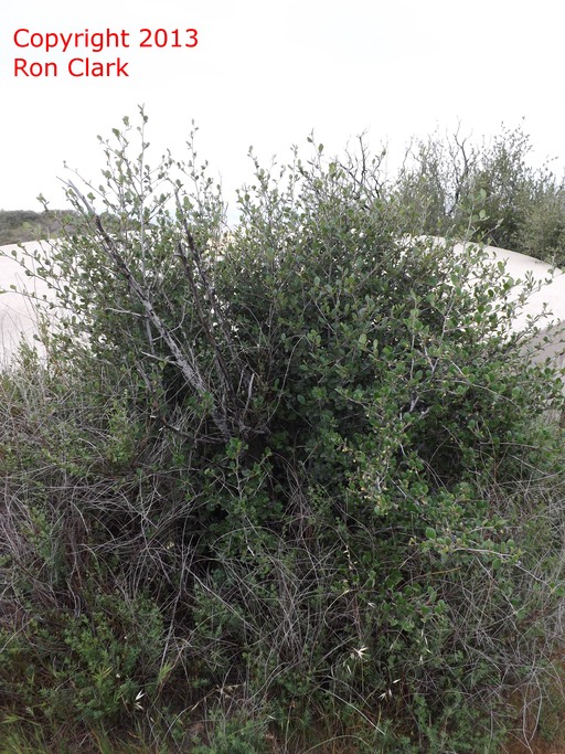 Cercocarpus betuloides Cercocarpus betuloides