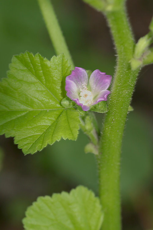 Malva parviflora