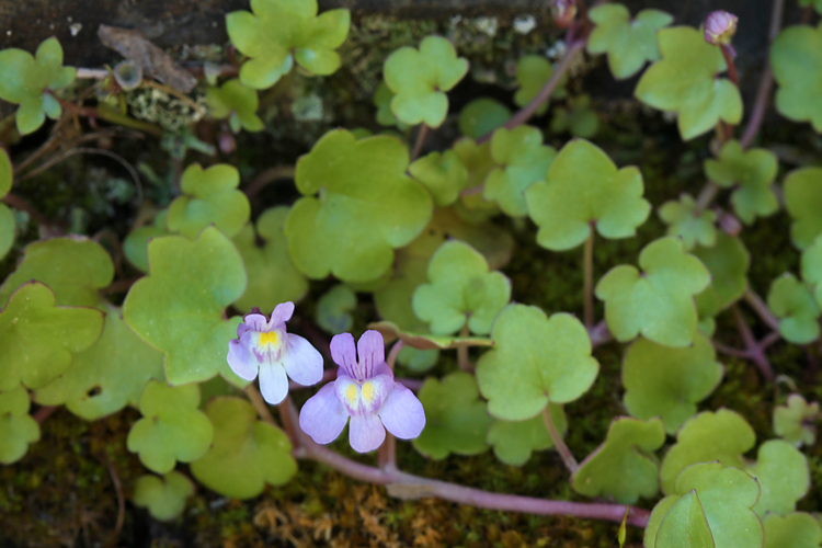 Cymbalaria muralis Cymbalaria muralis