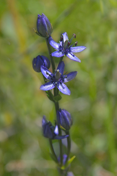 Swertia perennis