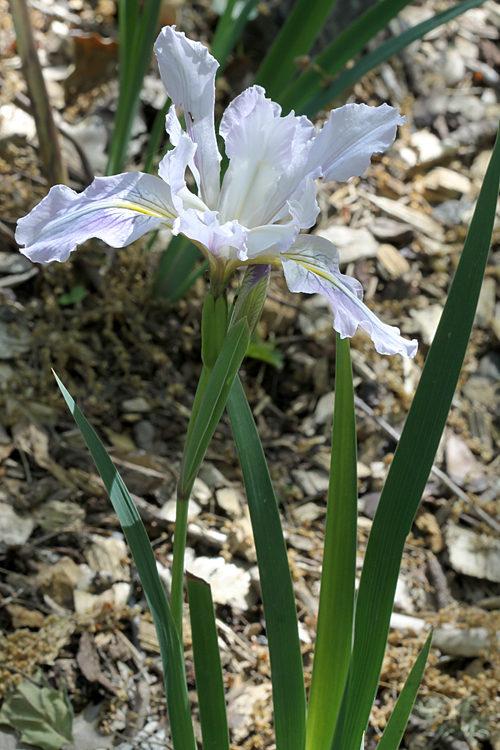 Iris munzii