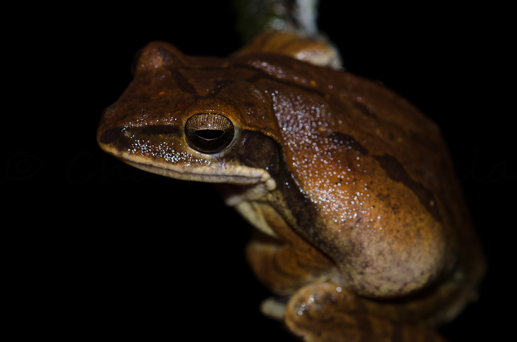Polypedates maculatus Polypedates maculatus
