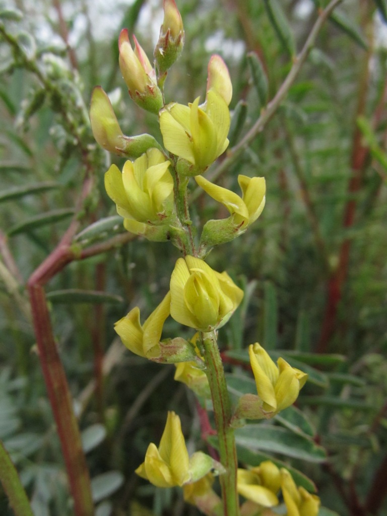 Astragalus douglasii var. douglasii Astragalus douglasii var. douglasii