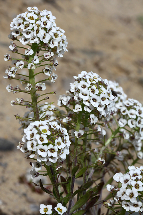 Lobularia maritima