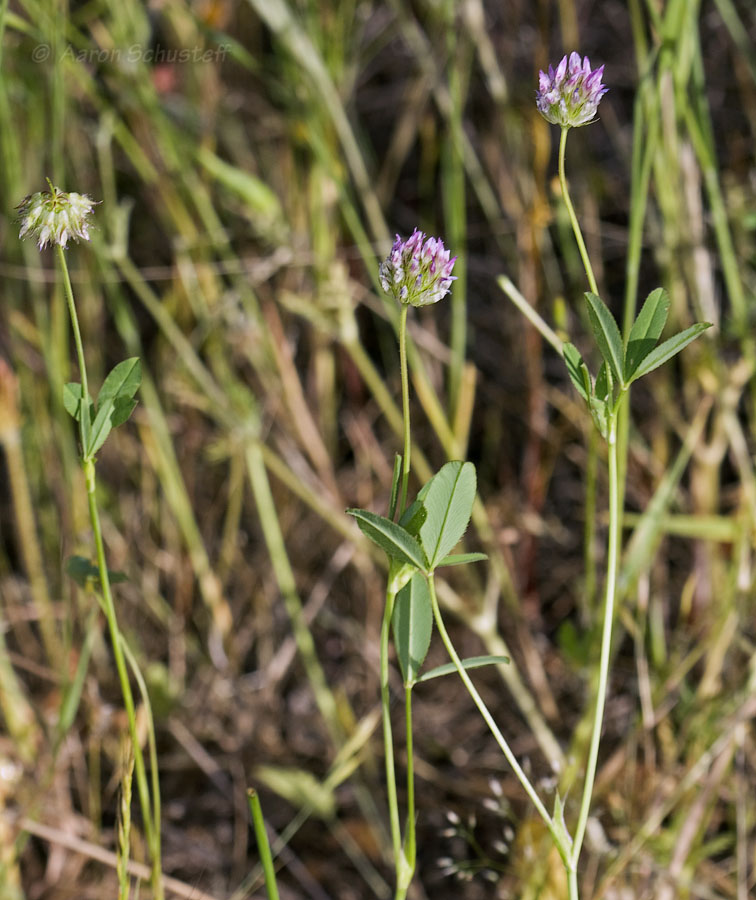 Trifolium ciliolatum