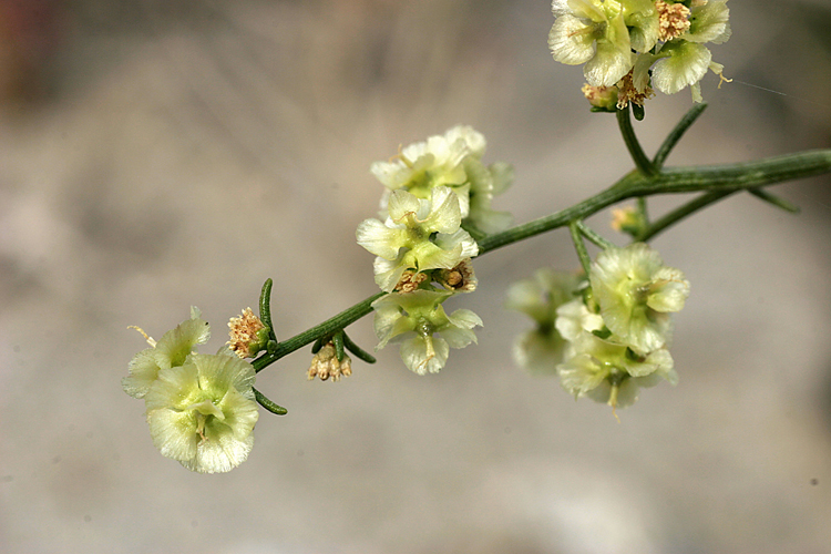 Ambrosia salsola Ambrosia salsola