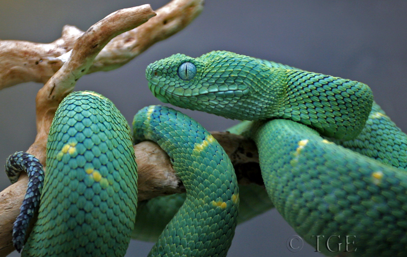 Atheris chlorechis (Green Bush Viper)