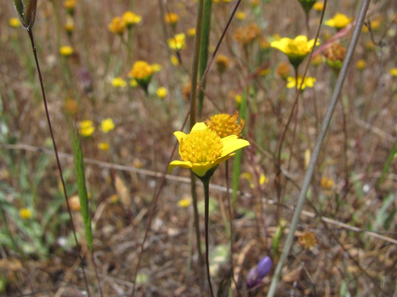 Lasthenia californica ssp. californica Lasthenia californica ssp. californica