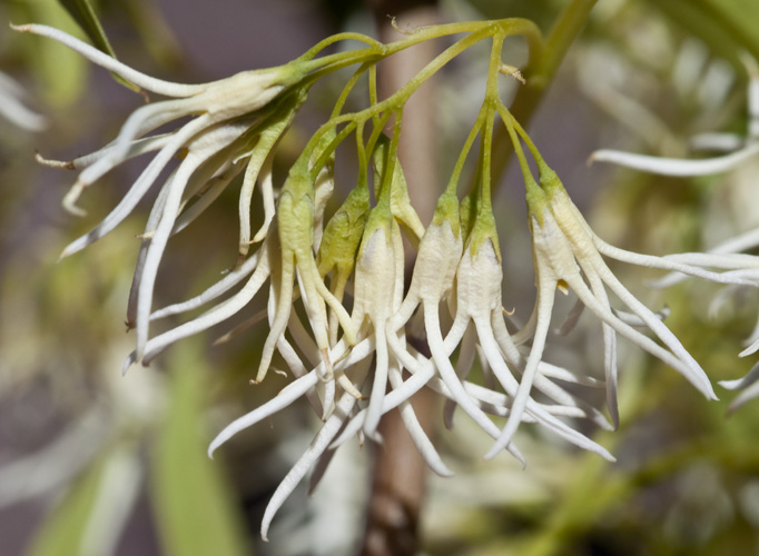 Fraxinus cuspidata