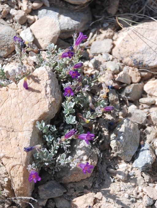 Penstemon thompsoniae