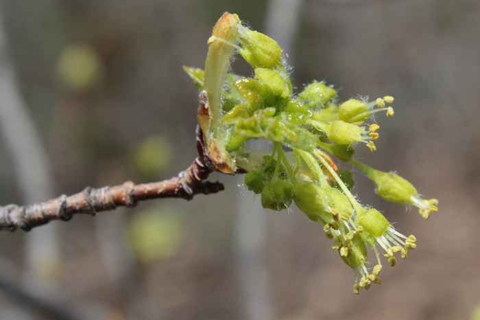 Acer grandidentatum Acer grandidentatum