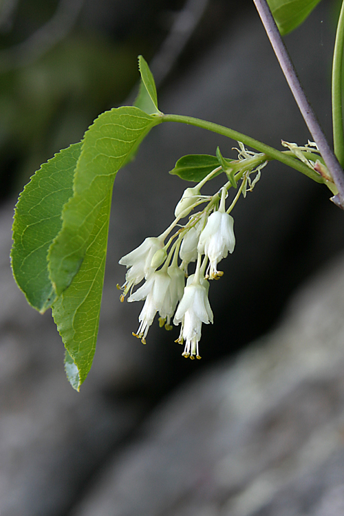 Staphylea bolanderi Staphylea bolanderi