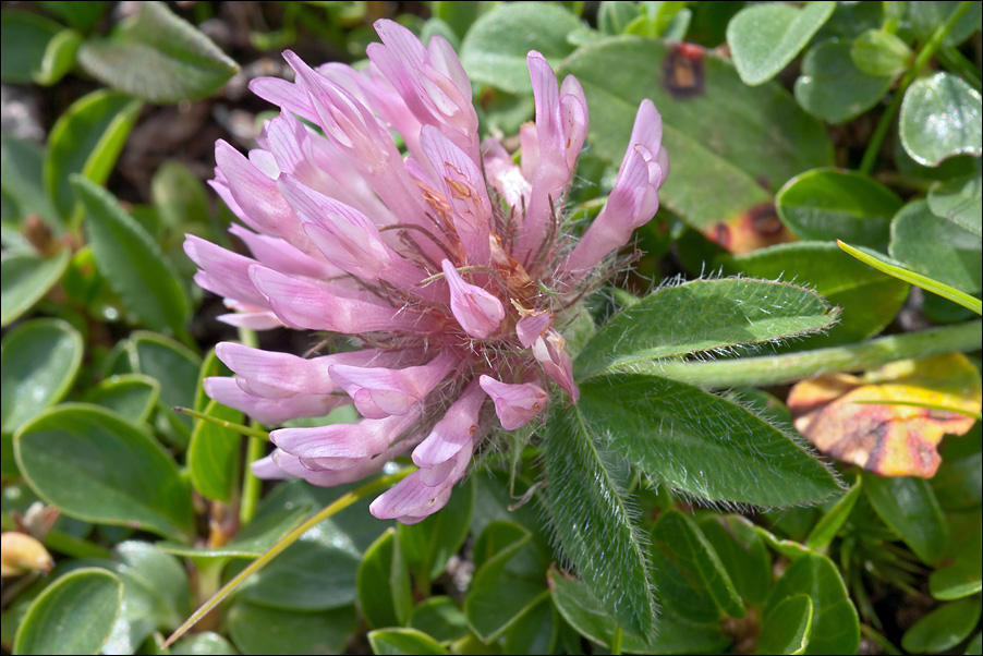 Trifolium pratense ssp. nivale