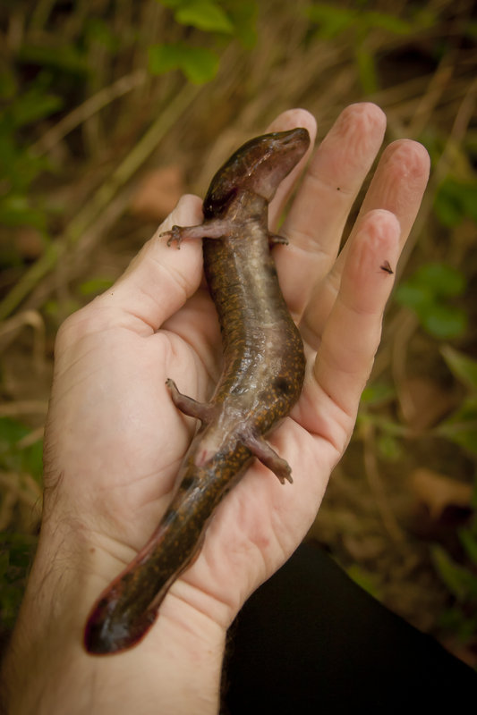 Necturus maculosus maculosus