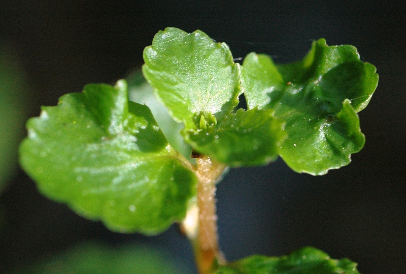 Chrysosplenium glechomifolium