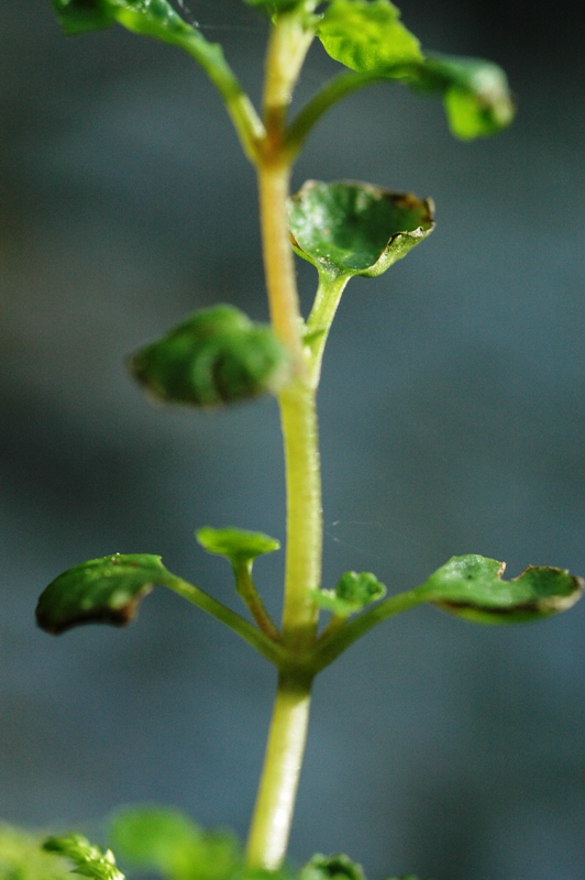 Chrysosplenium glechomifolium