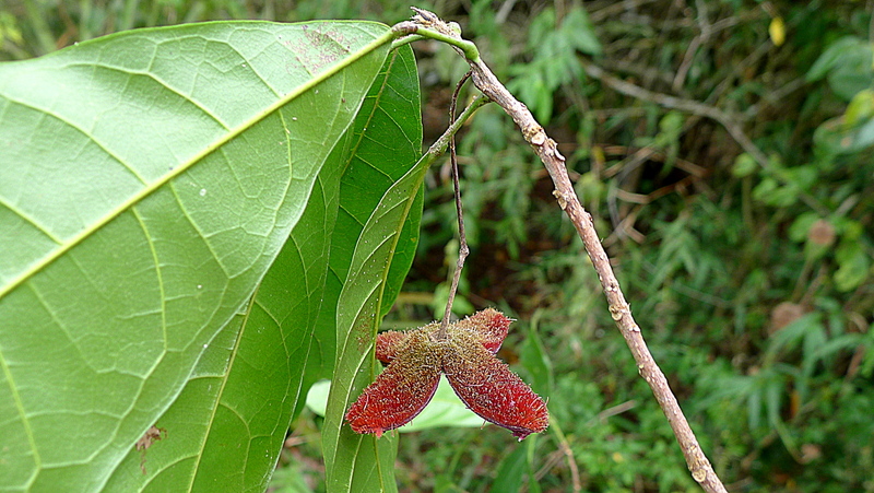 Sloanea garckeana