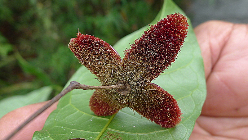 Sloanea garckeana