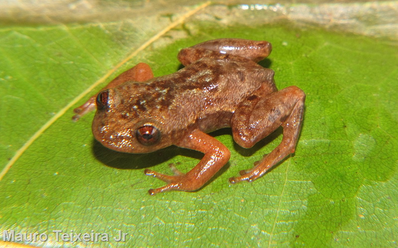 Crossodactylodes septentrionalis Crossodactylodes septentrionalis