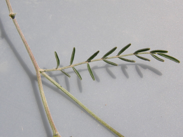 Astragalus parvus