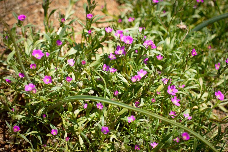 Calandrinia menziesii