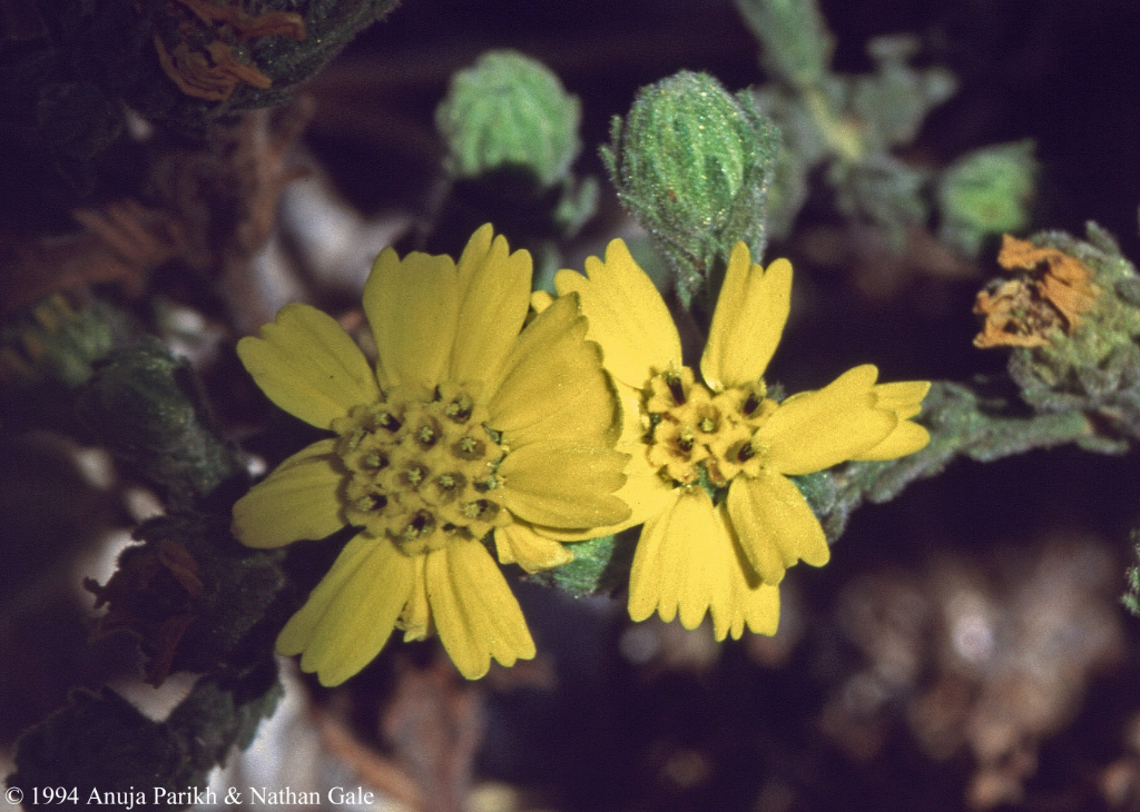 Deinandra increscens ssp. villosa Deinandra increscens ssp. villosa