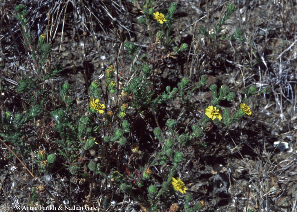 Deinandra increscens ssp. villosa Deinandra increscens ssp. villosa