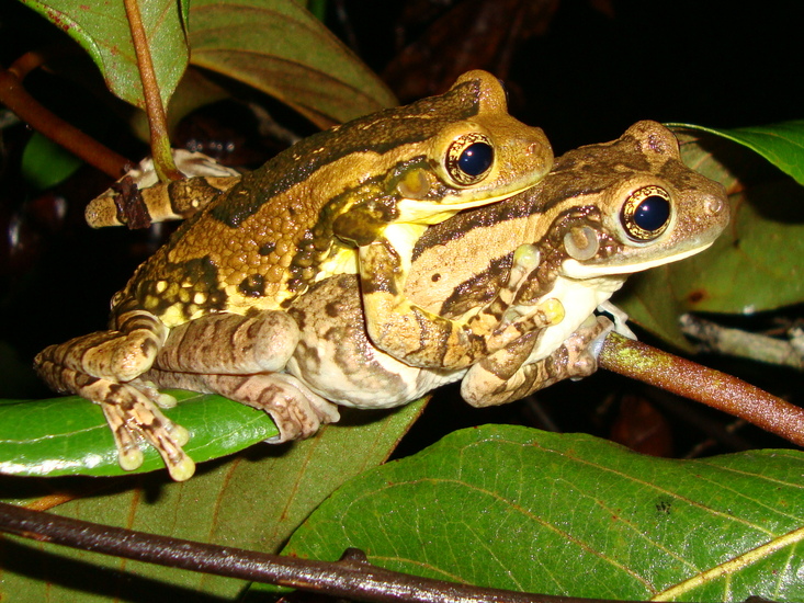 Trachycephalus typhonius