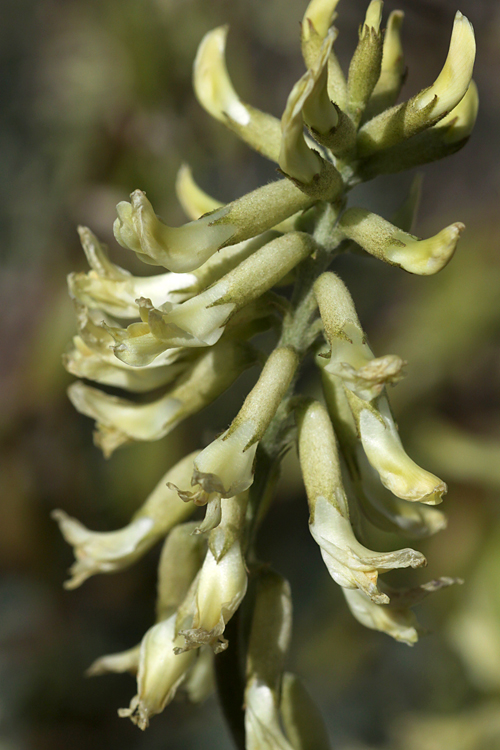 Astragalus oxyphysus