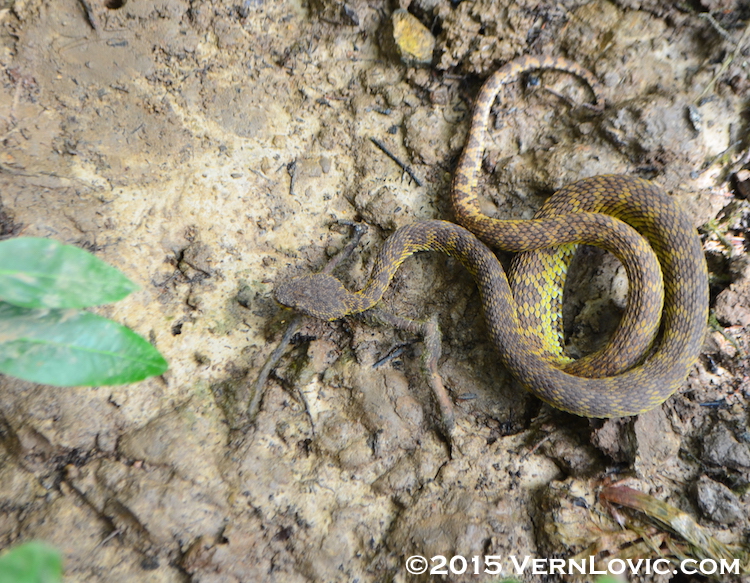 Trimeresurus purpureomaculatus Trimeresurus purpureomaculatus