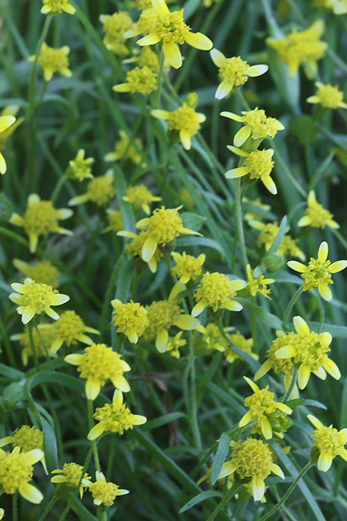 Lasthenia debilis