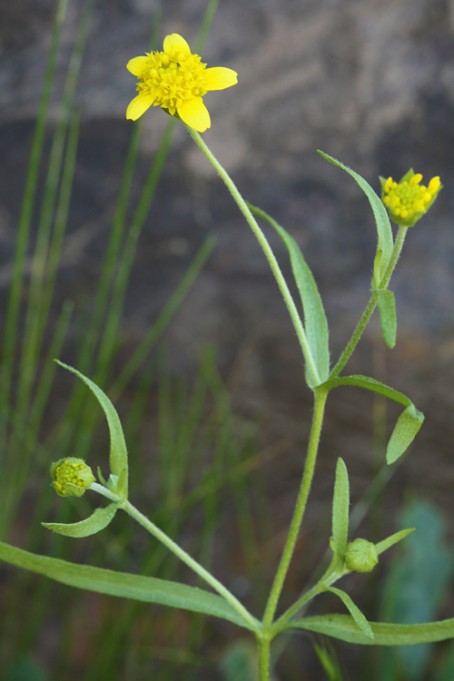 Lasthenia debilis Lasthenia debilis