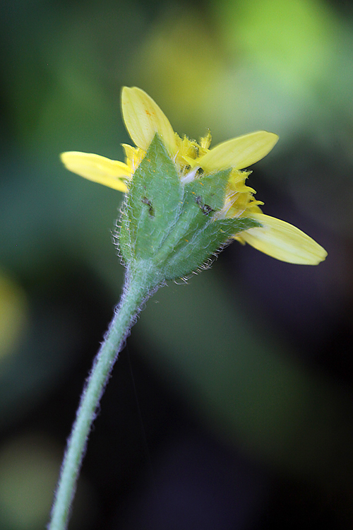 Lasthenia debilis