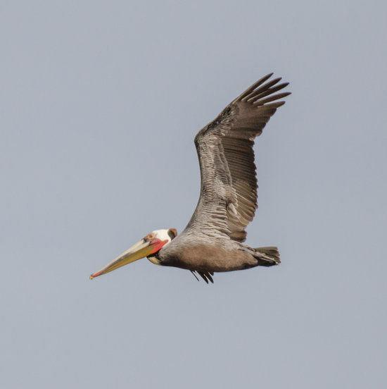 Pelecanus occidentalis Pelecanus occidentalis
