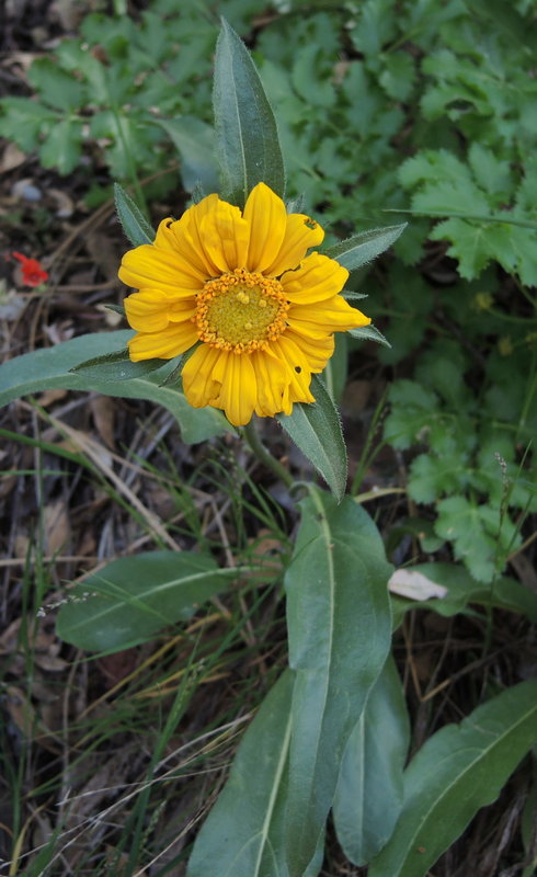 Helianthella castanea