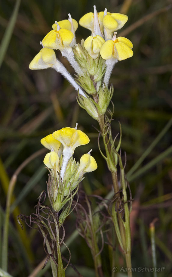 Triphysaria versicolor ssp. faucibarbata